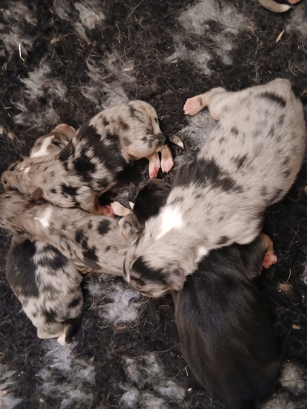 Du Vent Occitan - Chiots disponibles - Berger Australien