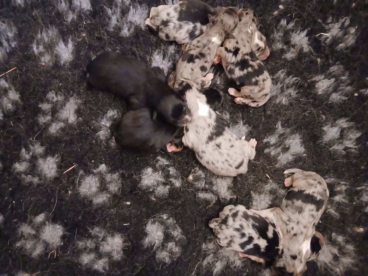 Du Vent Occitan - Chiots disponibles - Berger Australien