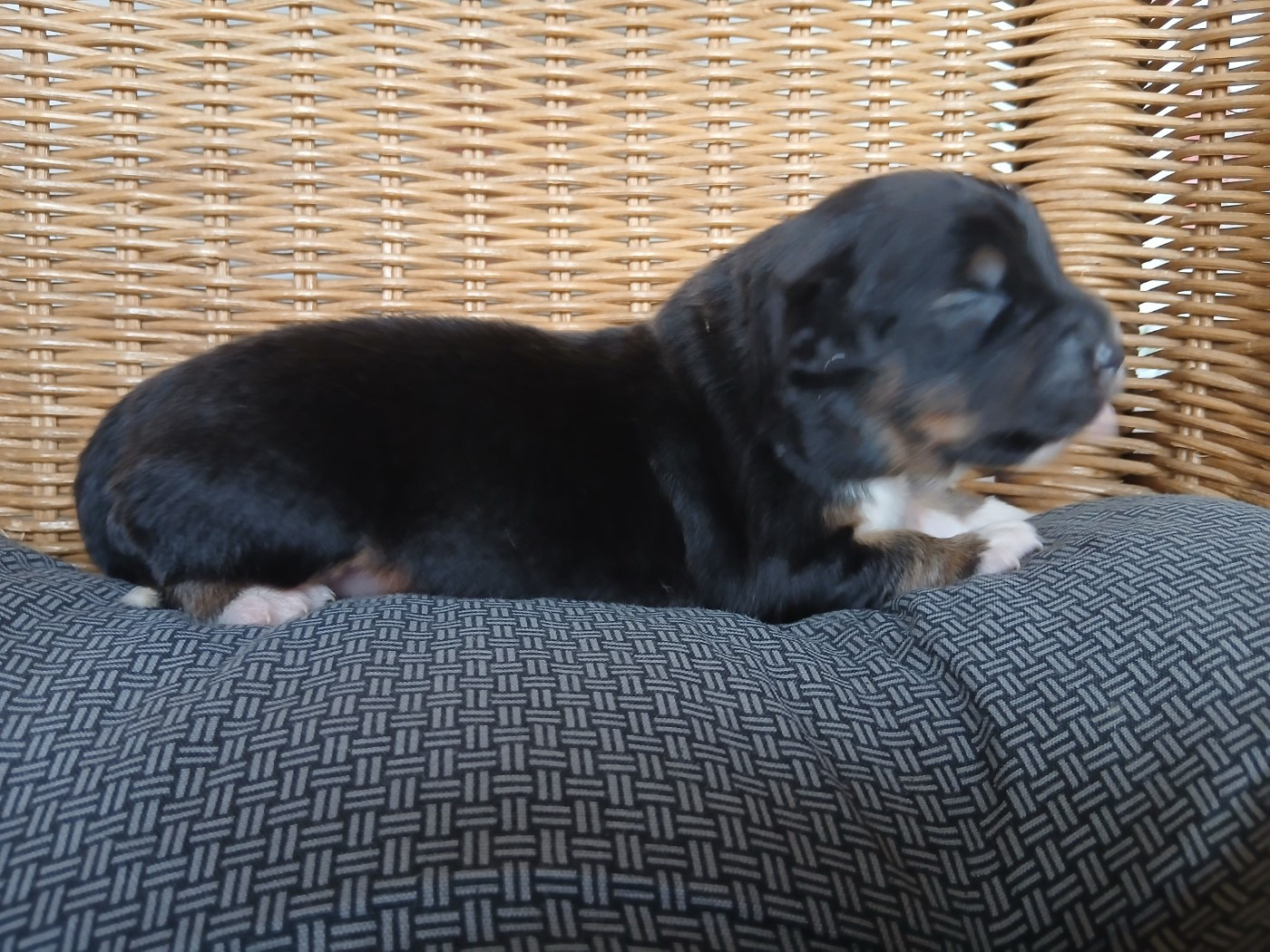 Du Vent Occitan - Chiots disponibles - Berger Australien