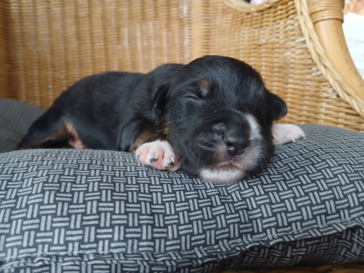 Du Vent Occitan - Chiots disponibles - Berger Australien