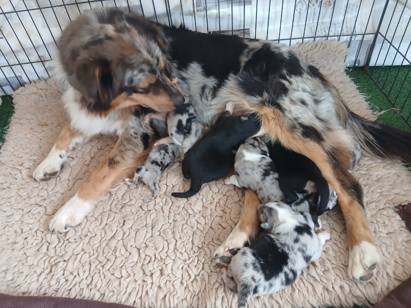 Chiot Berger Australien Du Vent Occitan