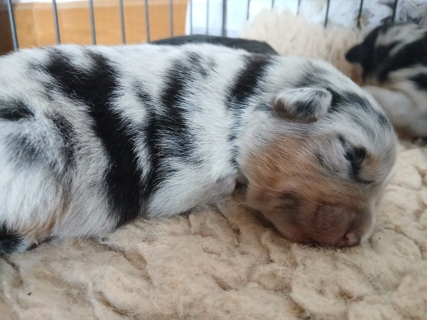 Du Vent Occitan - Chiots disponibles - Berger Australien