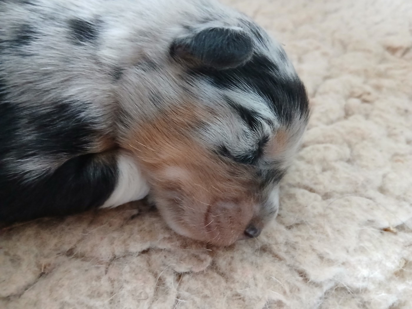 Du Vent Occitan - Chiots disponibles - Berger Australien
