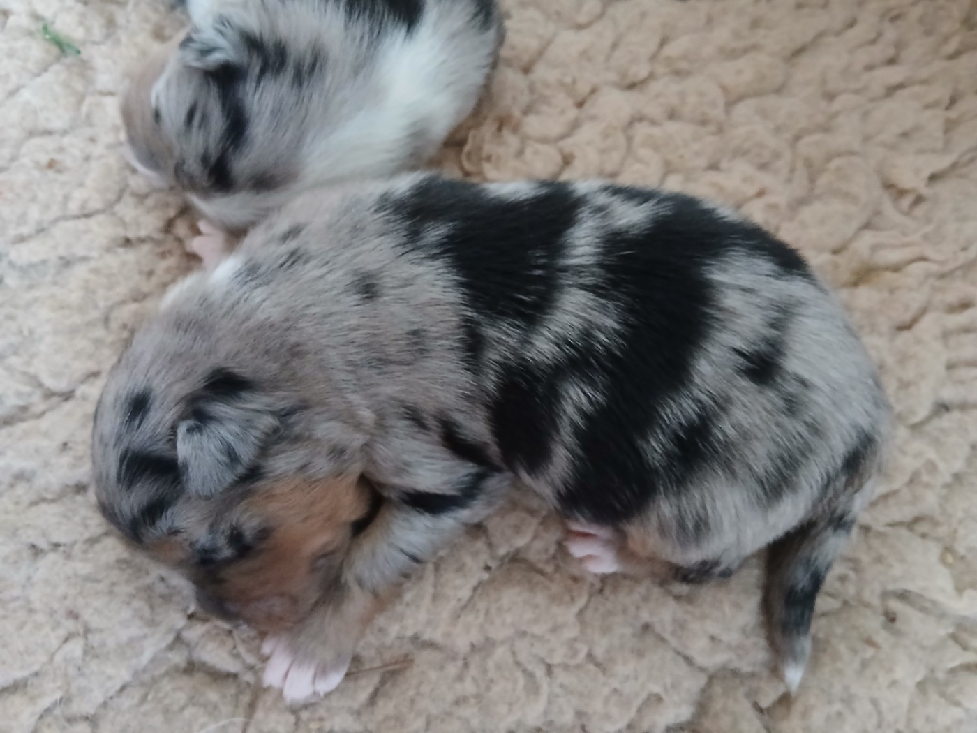 Du Vent Occitan - Chiots disponibles - Berger Australien