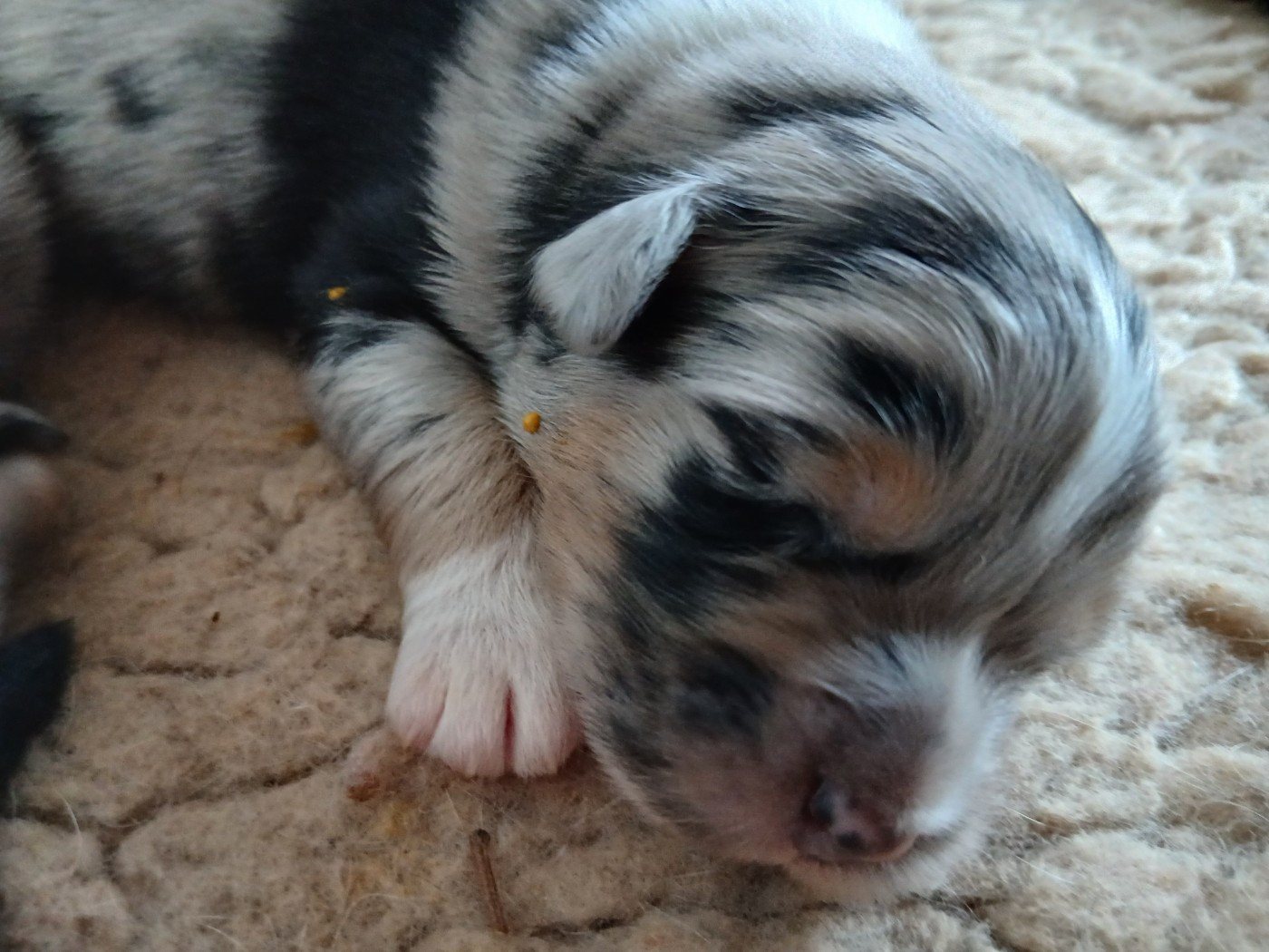 Du Vent Occitan - Chiots disponibles - Berger Australien