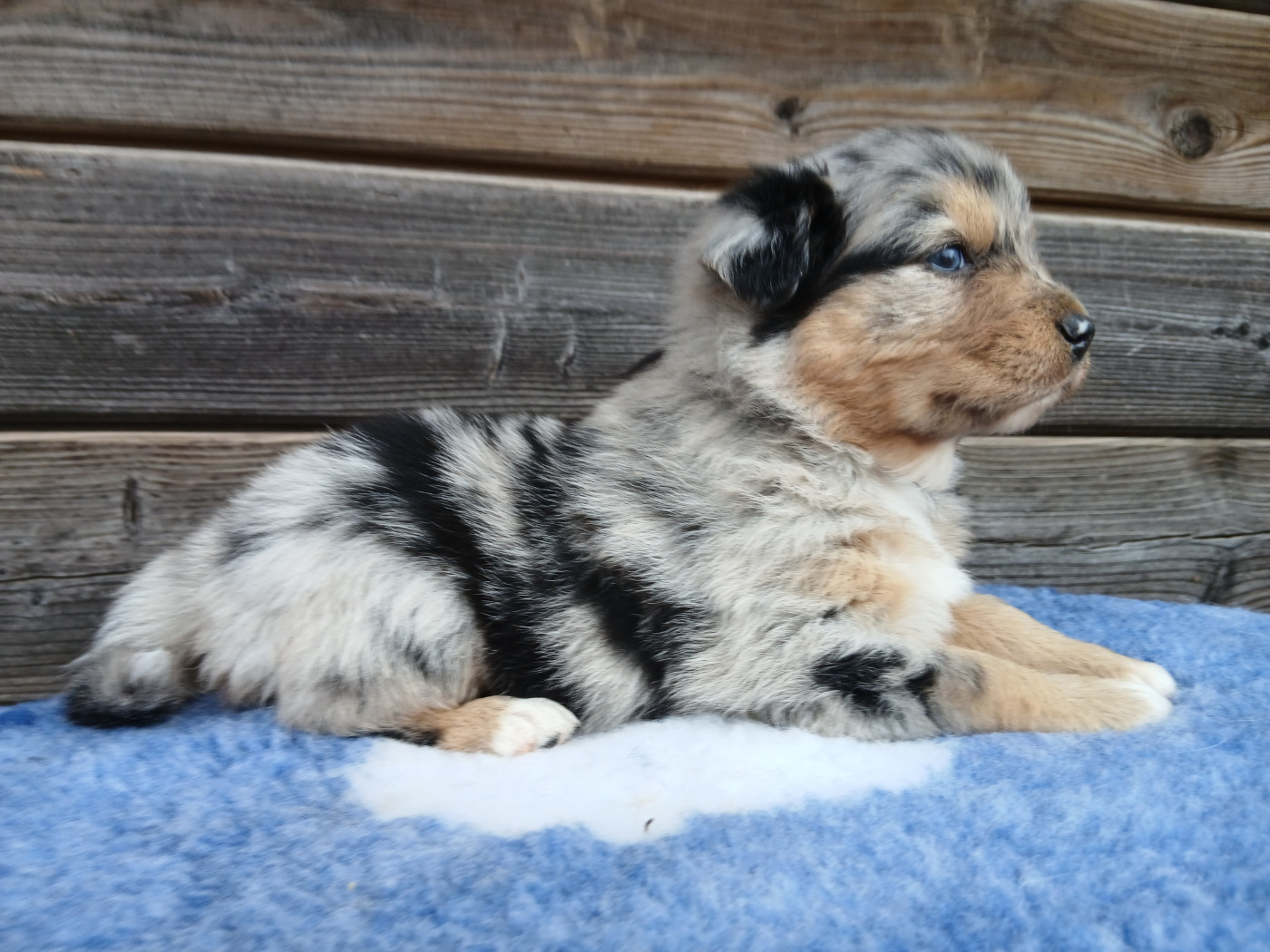 Du Vent Occitan - Chiots disponibles - Berger Australien