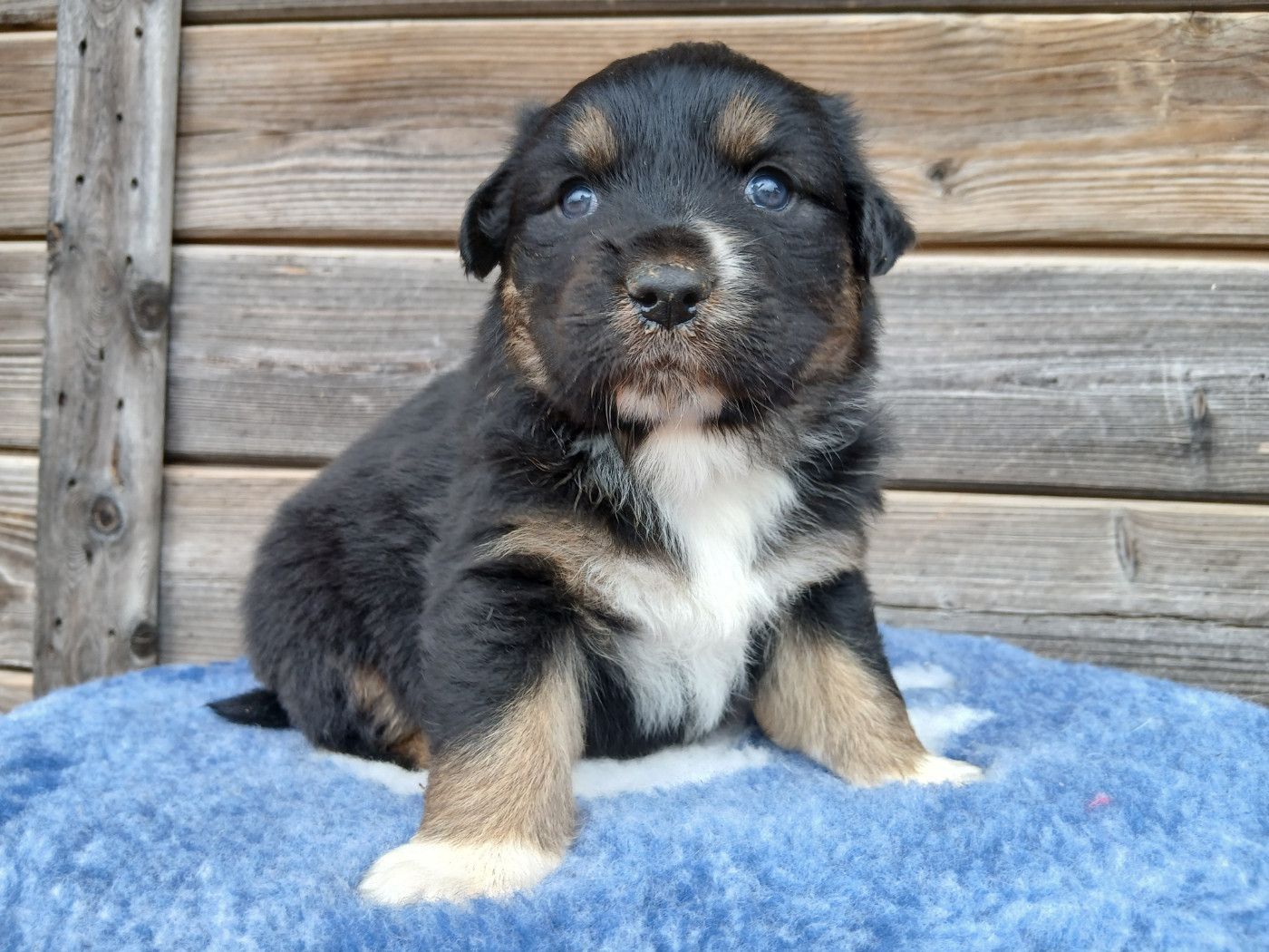 Du Vent Occitan - Chiots disponibles - Berger Australien
