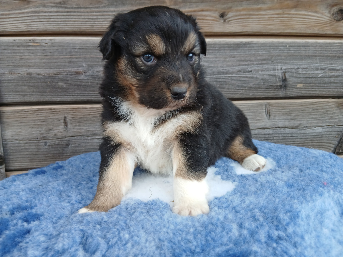 Du Vent Occitan - Chiots disponibles - Berger Australien