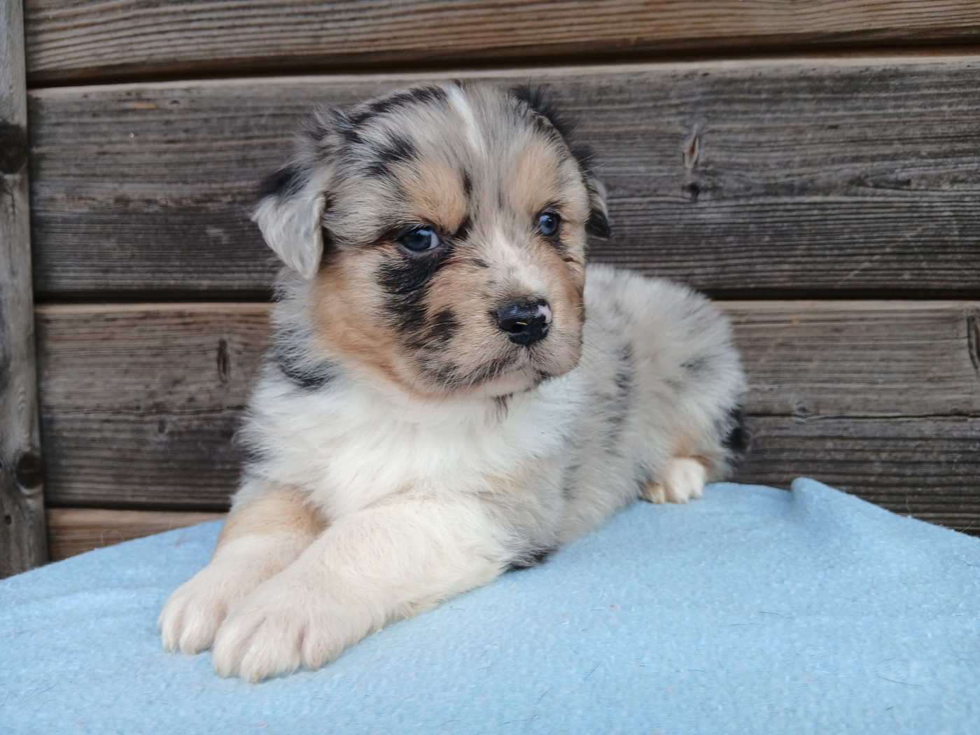 Du Vent Occitan - Chiots disponibles - Berger Australien