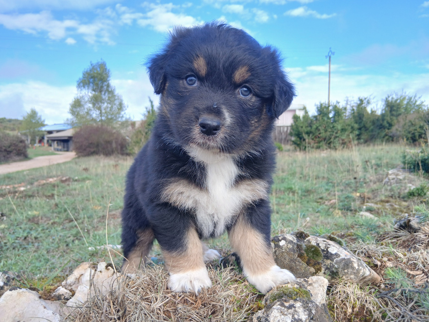 Du Vent Occitan - Chiots disponibles - Berger Australien