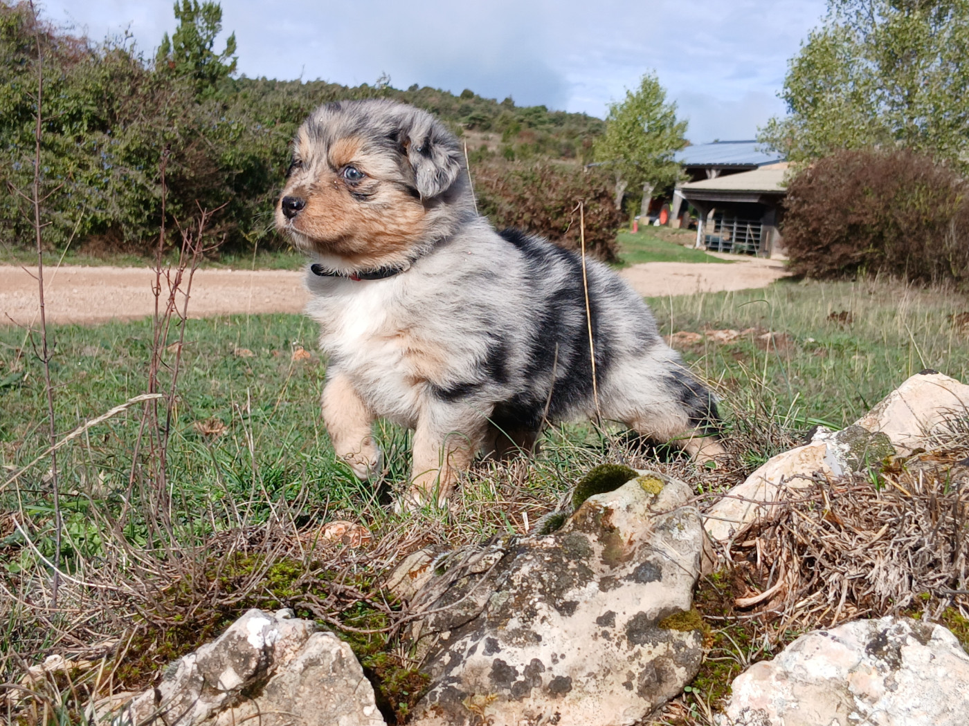 Du Vent Occitan - Chiots disponibles - Berger Australien