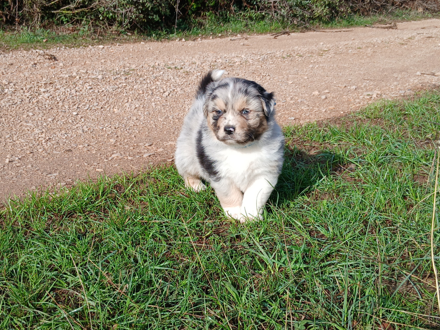 Du Vent Occitan - Chiots disponibles - Berger Australien
