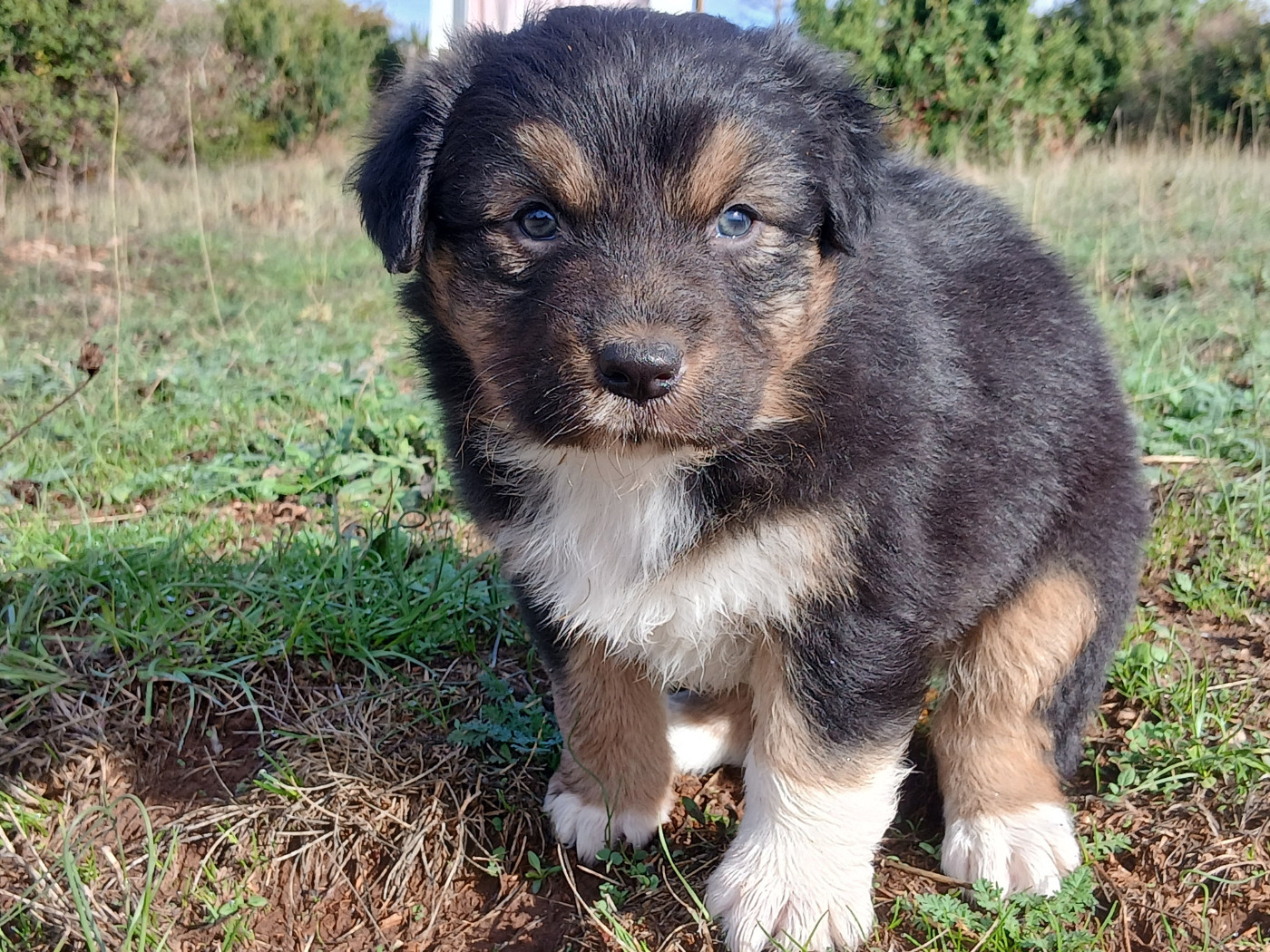 Du Vent Occitan - Chiots disponibles - Berger Australien