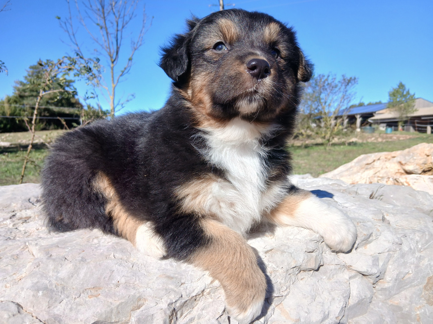 Du Vent Occitan - Chiots disponibles - Berger Australien