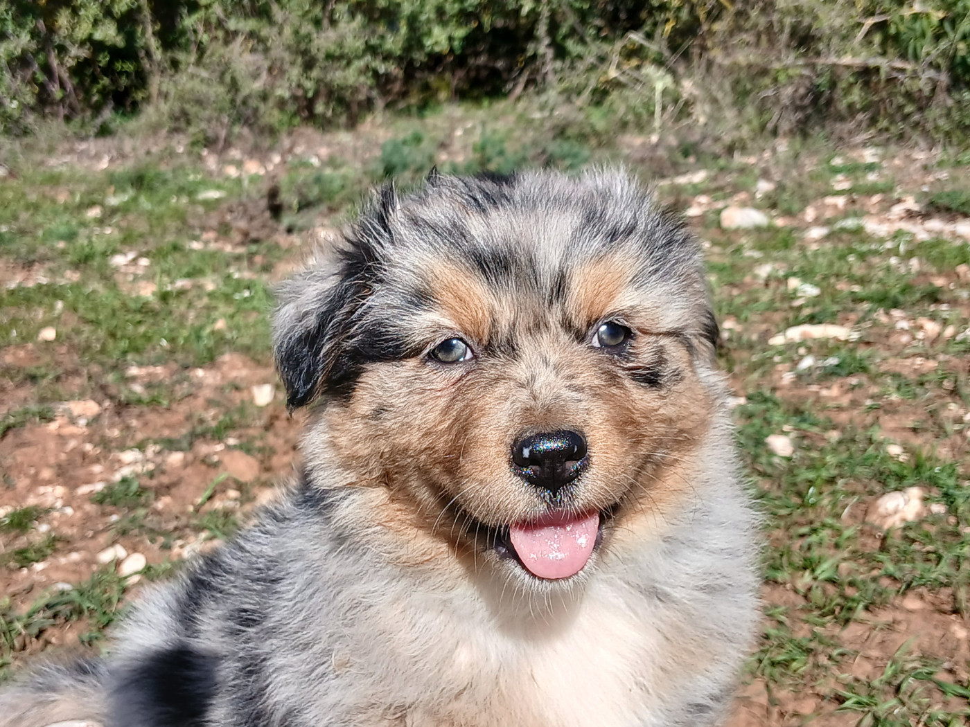 Du Vent Occitan - Chiots disponibles - Berger Australien