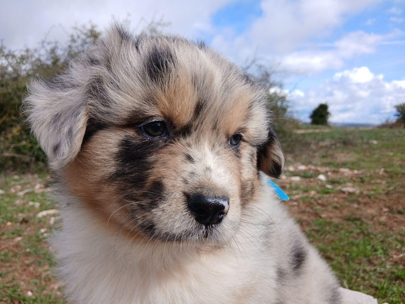 Du Vent Occitan - Chiots disponibles - Berger Australien